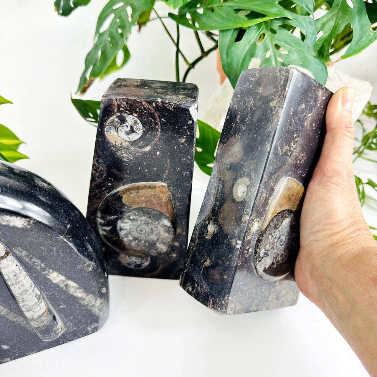 Orthoceras and Ammonite Fossil Bookends