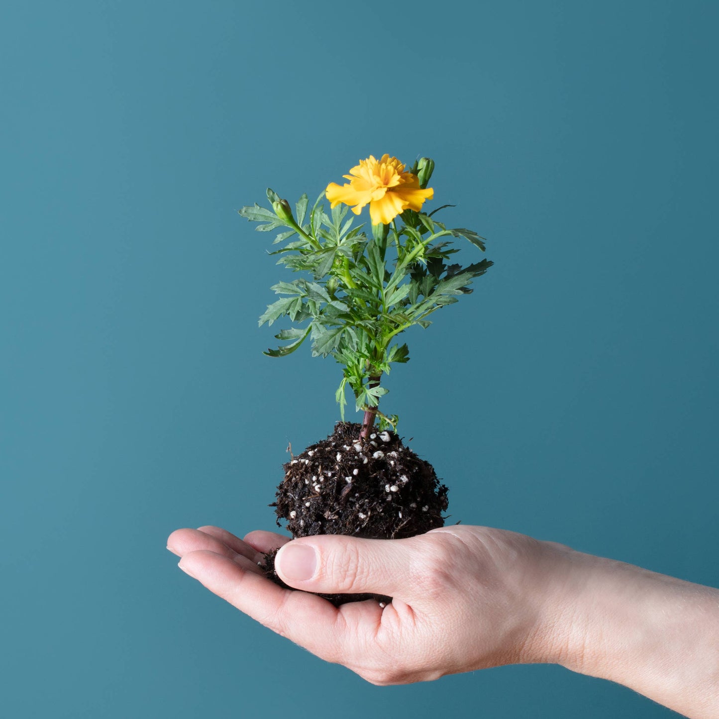 Blooming Lollipops (Eat, Plant & Grow a Herb/Flower)