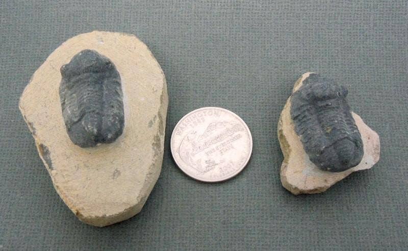 Authentic Crystal Trilobite Fossil Statue