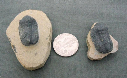 Authentic Crystal Trilobite Fossil Statue