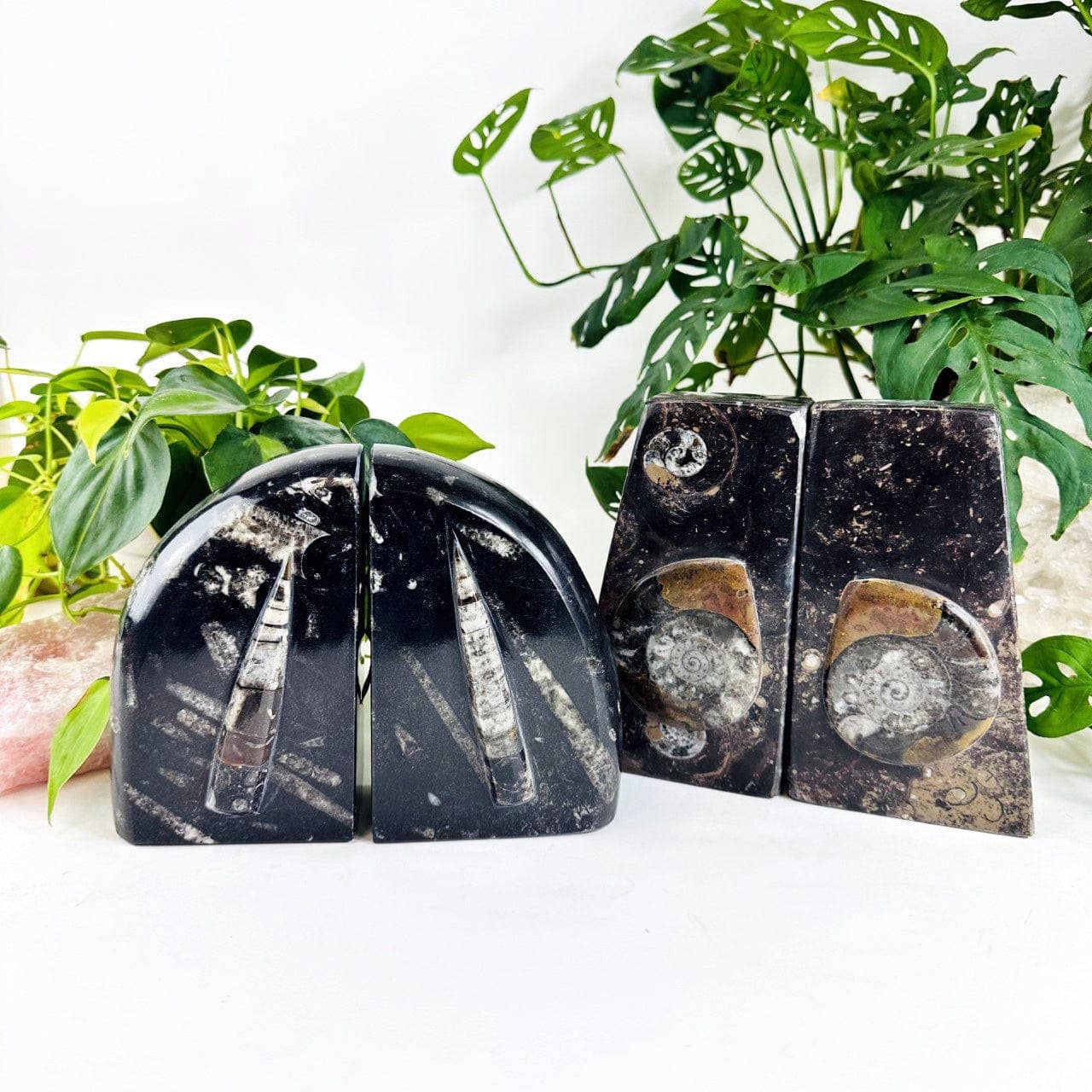 Orthoceras and Ammonite Fossil Bookends