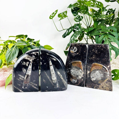 Orthoceras and Ammonite Fossil Bookends
