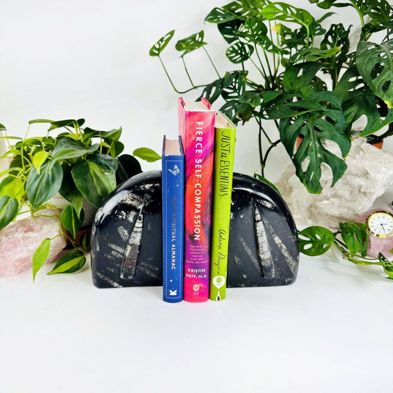 Orthoceras and Ammonite Fossil Bookends