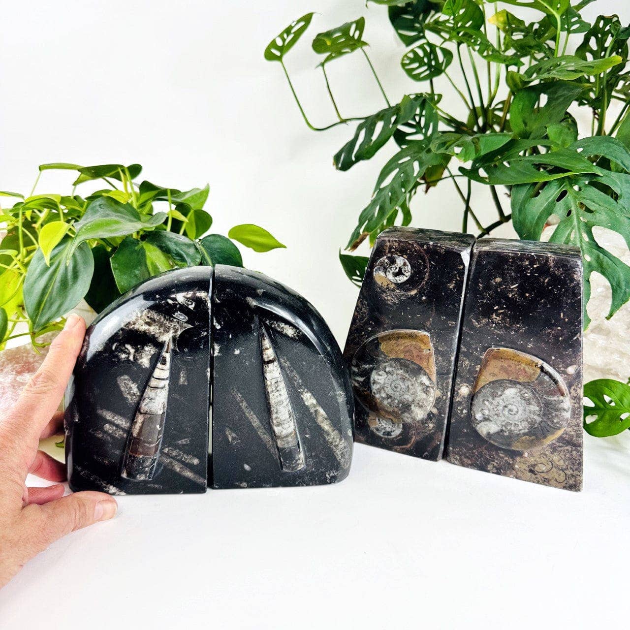 Orthoceras and Ammonite Fossil Bookends
