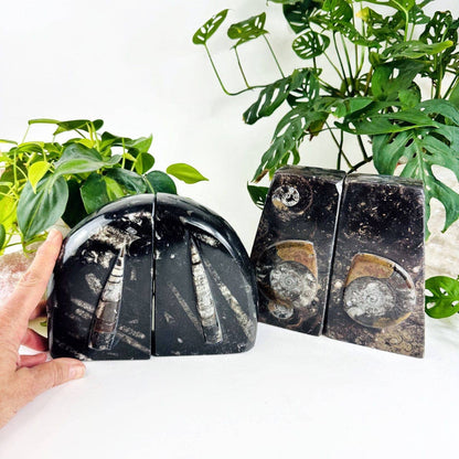 Orthoceras and Ammonite Fossil Bookends