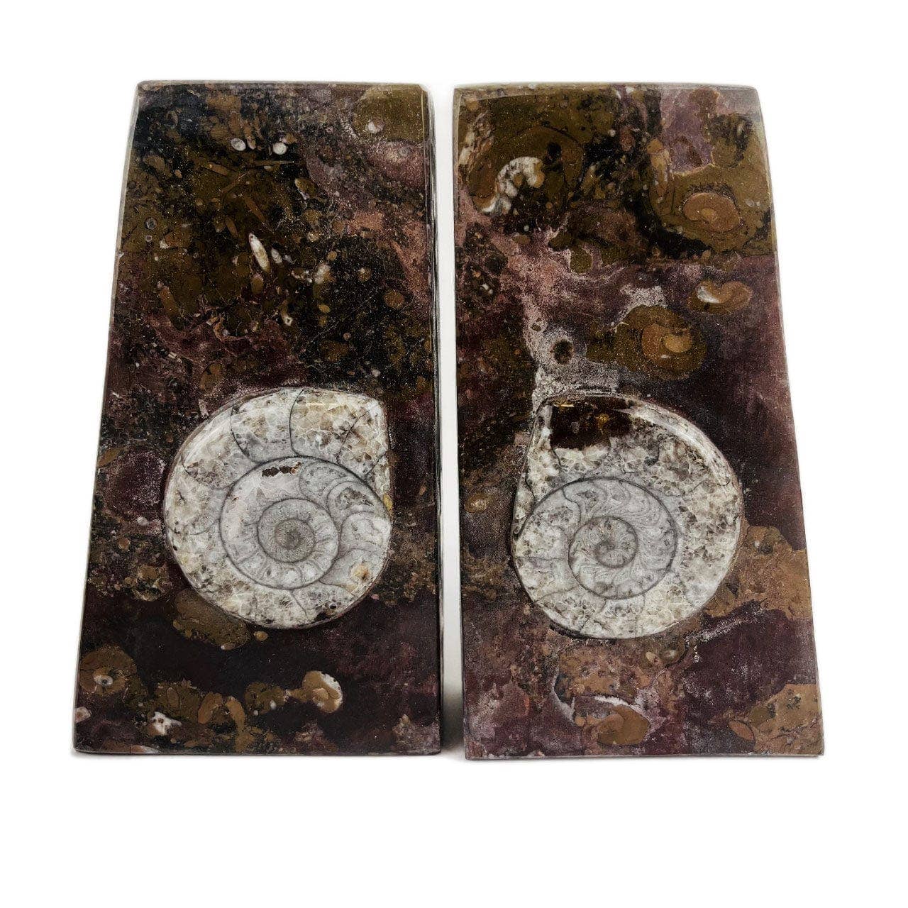 Orthoceras and Ammonite Fossil Bookends