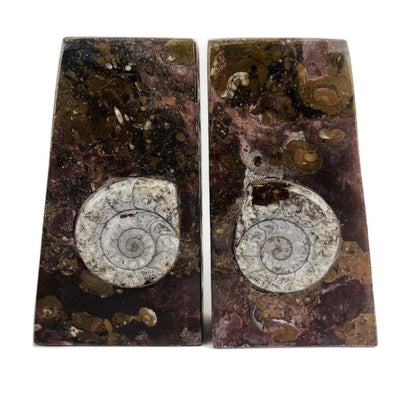 Orthoceras and Ammonite Fossil Bookends