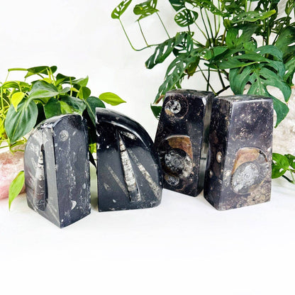 Orthoceras and Ammonite Fossil Bookends