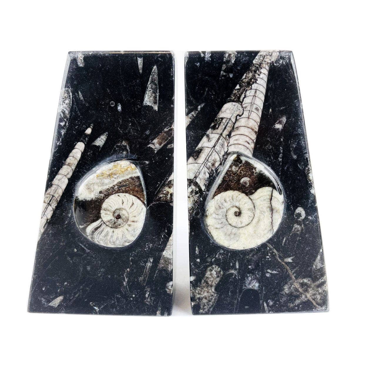 Orthoceras and Ammonite Fossil Bookends