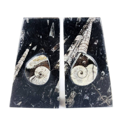 Orthoceras and Ammonite Fossil Bookends